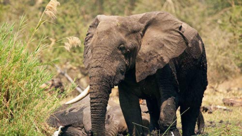 GAGALAM Klassisches Erwachsenen Puzzle 1000 Teile Elefant, Der Im Gras Geht Modern Festival DIY Geschenk Intellektuelles Spiel GAGALAM Klassisches Erwachsenen Puzzle 1000 Teile Elefant, Der Im Gras Geht Modern Festival DIY Geschenk Intellektuelles Spiel von GAGALAM