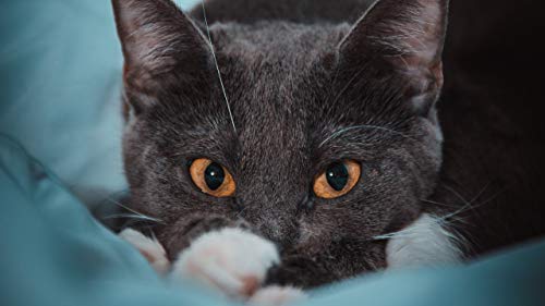GAGALAM Klassisches Erwachsenen Puzzle 1000 Teile Gelbe Augen Alarmieren Katze Modern Festival DIY Geschenk Intellektuelles Spiel GAGALAM Klassisches Erwachsenen Puzzle 1000 Teile Gelbe Augen Alarmieren Katze Modern Festival DIY Geschenk Intellektuelles Spiel von GAGALAM