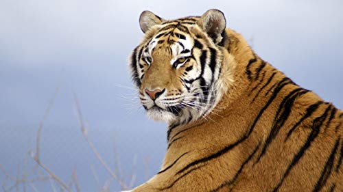 GAGALAM Klassisches Erwachsenen Puzzle 1000 Teile Gelber Tiger Liegen Modern Festival DIY Geschenk Intellektuelles Spiel von GAGALAM