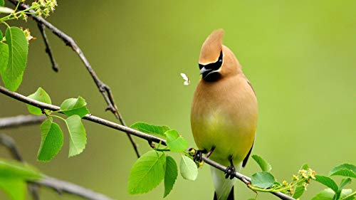 GAGALAM Klassisches Erwachsenen Puzzle 1000 Teile Gelber Vogel Auf Grünem Blattzweig Modern Festival DIY Geschenk Intellektuelles Spiel von GAGALAM
