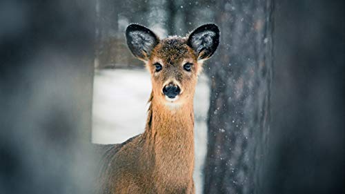 GAGALAM Klassisches Erwachsenen Puzzle 1000 Teile Hirsch Im Wald Im Schnee Modern Festival DIY Geschenk Intellektuelles Spiel GAGALAM Klassisches Erwachsenen Puzzle 1000 Teile Hirsch Im Wald Im Schnee Modern Festival DIY Geschenk Intellektuelles Spiel von GAGALAM