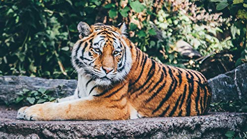 GAGALAM Klassisches Erwachsenen Puzzle 1000 Teile Hockender Tiger Auf Dem Stein Modern Festival DIY Geschenk Intellektuelles Spiel GAGALAM Klassisches Erwachsenen Puzzle 1000 Teile Hockender Tiger Auf Dem Stein Modern Festival DIY Geschenk Intellektuelles Spiel von GAGALAM