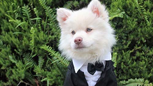 GAGALAM Klassisches Erwachsenen Puzzle 1000 Teile Hund Im Anzug Modern Festival DIY Geschenk Intellektuelles Spiel GAGALAM Klassisches Erwachsenen Puzzle 1000 Teile Hund Im Anzug Modern Festival DIY Geschenk Intellektuelles Spiel von GAGALAM