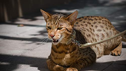 GAGALAM Klassisches Erwachsenen Puzzle 1000 Teile Katze Mit Kragen Modern Festival DIY Geschenk Intellektuelles Spiel GAGALAM Klassisches Erwachsenen Puzzle 1000 Teile Katze Mit Kragen Modern Festival DIY Geschenk Intellektuelles Spiel von GAGALAM