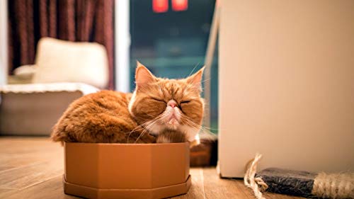 GAGALAM Klassisches Erwachsenen Puzzle 1000 Teile Katze Schläft In Der Box Modern Festival DIY Geschenk Intellektuelles Spiel GAGALAM Klassisches Erwachsenen Puzzle 1000 Teile Katze Schläft In Der Box Modern Festival DIY Geschenk Intellektuelles Spiel von GAGALAM