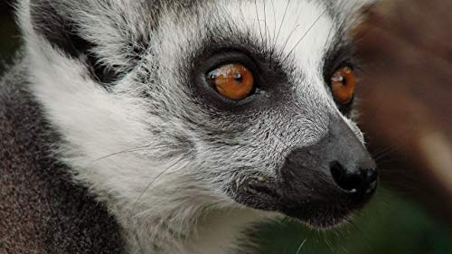 GAGALAM Klassisches Erwachsenen Puzzle 1000 Teile Lemur Gesicht Modern Festival DIY Geschenk Intellektuelles Spiel von GAGALAM