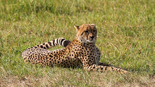 GAGALAM Klassisches Erwachsenen Puzzle 1000 Teile Leopard Liegt Im Gras Modern Festival DIY Geschenk Intellektuelles Spiel von GAGALAM
