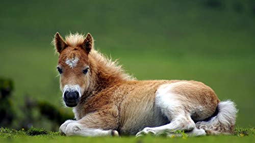 GAGALAM Klassisches Erwachsenen Puzzle 1000 Teile Pony Modern Festival DIY Geschenk Intellektuelles Spiel GAGALAM Klassisches Erwachsenen Puzzle 1000 Teile Pony Modern Festival DIY Geschenk Intellektuelles Spiel von GAGALAM