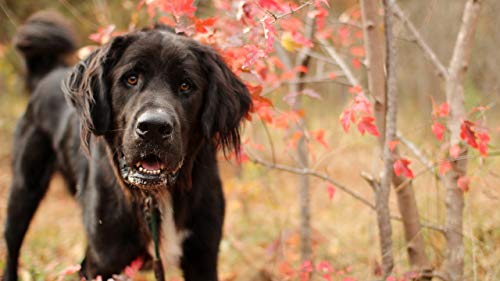GAGALAM Klassisches Erwachsenen Puzzle 1000 Teile Rote Blätter Und Schwarzer Hund Modern Festival DIY Geschenk Intellektuelles Spiel GAGALAM Klassisches Erwachsenen Puzzle 1000 Teile Rote Blätter Und Schwarzer Hund Modern Festival DIY Geschenk Intellektuelles Spiel von GAGALAM