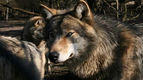 GAGALAM Klassisches Erwachsenen Puzzle 1000 Teile Schlauer Wolf Modern Festival DIY Geschenk Intellektuelles Spiel GAGALAM Klassisches Erwachsenen Puzzle 1000 Teile Schlauer Wolf Modern Festival DIY Geschenk Intellektuelles Spiel von GAGALAM