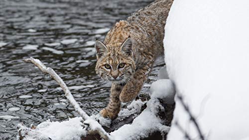 GAGALAM Klassisches Erwachsenen Puzzle 1000 Teile Schnee Und Katze Modern Festival DIY Geschenk Intellektuelles Spiel GAGALAM Klassisches Erwachsenen Puzzle 1000 Teile Schnee Und Katze Modern Festival DIY Geschenk Intellektuelles Spiel von GAGALAM
