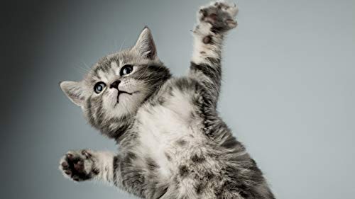 GAGALAM Klassisches Erwachsenen Puzzle 1000 Teile Stehende Katze Modern Festival DIY Geschenk Intellektuelles Spiel GAGALAM Klassisches Erwachsenen Puzzle 1000 Teile Stehende Katze Modern Festival DIY Geschenk Intellektuelles Spiel von GAGALAM