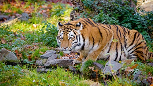 GAGALAM Klassisches Erwachsenen Puzzle 1000 Teile Tiger Im Gras Modern Festival DIY Geschenk Intellektuelles Spiel von GAGALAM
