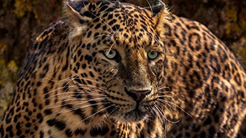 GAGALAM Klassisches Erwachsenen Puzzle 1000 Teile Wachsamer Leopard Modern Festival DIY Geschenk Intellektuelles Spiel GAGALAM Klassisches Erwachsenen Puzzle 1000 Teile Wachsamer Leopard Modern Festival DIY Geschenk Intellektuelles Spiel von GAGALAM