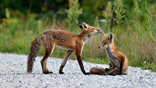 GAGALAM Klassisches Puzzle 1000 Stück 2 Fox Paare Holz Geschenkdekoration GAGALAM Klassisches Puzzle 1000 Stück 2 Fox Paare Holz Geschenkdekoration von GAGALAM
