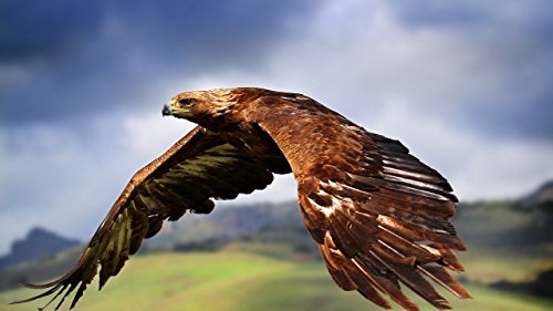 GAGALAM Klassisches Puzzle 1000 Stück Flying Eagle Wooden Geschenkdekoration von GAGALAM