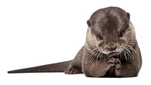 GAGALAM Klassisches Puzzle 1000 Stück Glatte Otter Geschenkdekoration aus Holz GAGALAM Klassisches Puzzle 1000 Stück Glatte Otter Geschenkdekoration aus Holz von GAGALAM