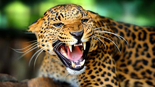 GAGALAM Klassisches Puzzle 1000 Stück Grinsen Leopard Holz Geschenk Dekoration GAGALAM Klassisches Puzzle 1000 Stück Grinsen Leopard Holz Geschenk Dekoration von GAGALAM