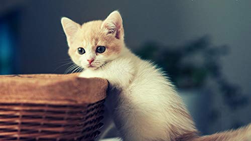 GAGALAM Klassisches Puzzle 1000 Stück Katze, die am Rand eines Korbs liegt Holzgeschenkdekoration von GAGALAM