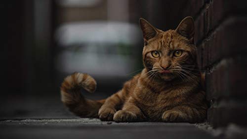 GAGALAM Klassisches Puzzle 1000 Stück Katze in Der Ecke Hölzerne Geschenkdekoration von GAGALAM