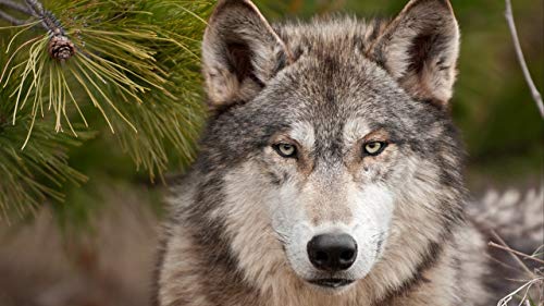GAGALAM Klassisches Puzzle 1000 Stück Süße Wolf Holz Geschenkdekoration GAGALAM Klassisches Puzzle 1000 Stück Süße Wolf Holz Geschenkdekoration von GAGALAM