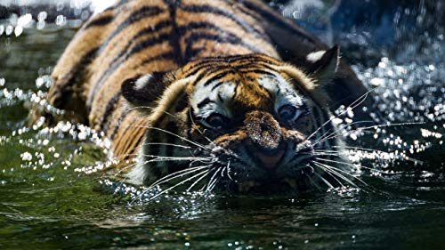 GAGALAM Klassisches Puzzle 1000 Stück Tiger Trinkwasser in Fluss Holz Geschenk Dekoration von GAGALAM