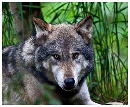 GAGALAM Puzzel Für Erwachsene 1000 Teile Tierischer Wilder Wolf Home Art Deco-Malerei von GAGALAM
