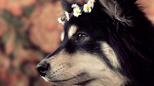 GAGALAM Puzzle für Erwachsene, schwarze Hunde, mit weißen Gänseblümchen, Tiere, klassisch, 1000 Teile von GAGALAM