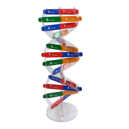 GALPADA 1 Satz DNA- zabawki stymulujące rozwój Educational Toys naturwissenschaft Pädagogisches DNA Lehrmittel Molekularer Modellbausatz DNA-Doppelhelix-Modell Papier von GALPADA