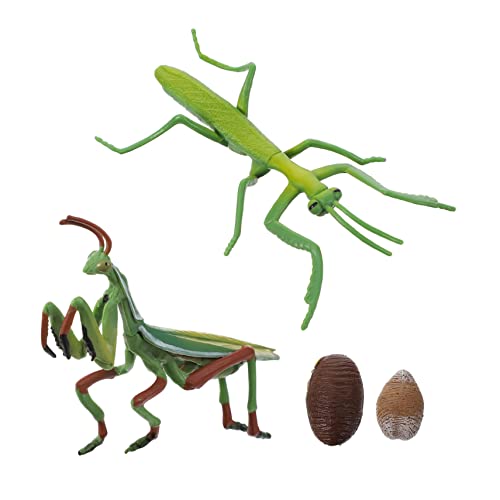 GALPADA 1 Satz Mantis Wachstumszyklus Modell Realistisches Insekten Lebenszyklus für Pädagogisches Lernspielzeug Naturerkundung und von GALPADA
