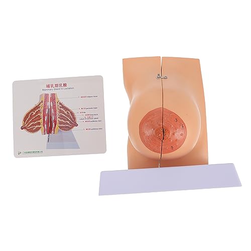 GALPADA 1Stück Anatomisches Brustmodell für Medizinstudium Realistisches Weibliches Brustmodell für Lehrzwecke Hochwertiges Medizinisches Lehrmittel zur Darstellung Bruststruktur von GALPADA