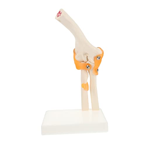 GALPADA 1Stück Ellbogenmodell Anatomisches Modell Des Menschlichen Elbow Joint Modell Für Medizinische Ausbildung Studium Detailgetreues GALPADA 1Stück Ellbogenmodell Anatomisches Modell Des Menschlichen Elbow Joint Modell Für Medizinische Ausbildung Studium Detailgetreues von GALPADA