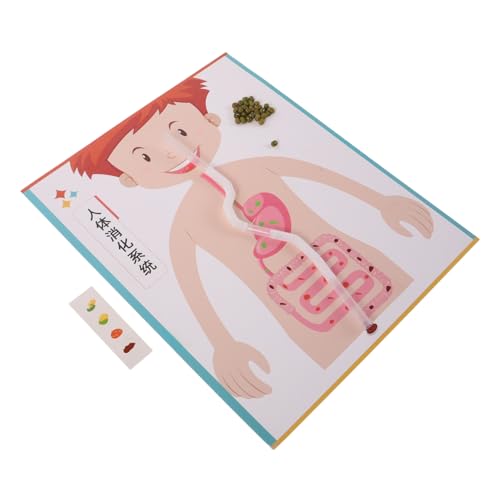 GALPADA 4 Sätze DIY Modell Menschliches Lernspielzeug Realistische Simulation Interaktives Wissenschafts-Experiment Lehrmittel für Vorschule und Grundschule von GALPADA