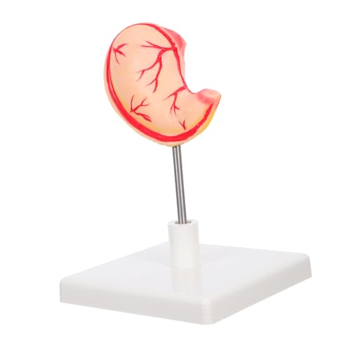 GALPADA Anatomisches Magenmodell aus Robustem Material Lebensnahes Humanes Verdauungsorgan Leicht Zerlegbar für Medizinische Ausbildung und Forschung für Lehrzwecke und Labore von GALPADA