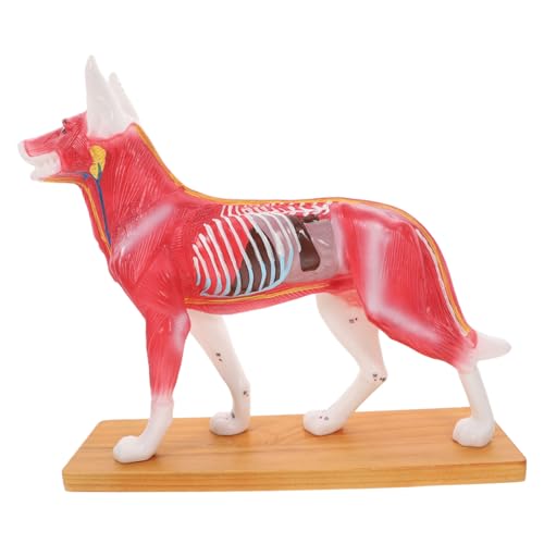 GALPADA Hund Körper Akupunkturmodell Anatomisches Lehrwerkzeug für Tierärzte für Schüler und Lehrer Detaillierte Darstellung Akupunkturpunkte GALPADA Hund Körper Akupunkturmodell Anatomisches Lehrwerkzeug für Tierärzte für Schüler und Lehrer Detaillierte Darstellung Akupunkturpunkte von GALPADA