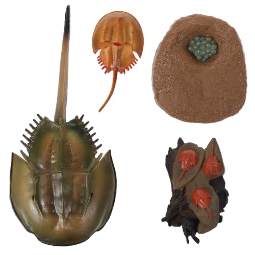 GALPADA Lebensecht Detailliertes Horseshoe Crab Wachstumszyklus Modell Pädagogisches Kinderspielzeug zur Naturbeobachtung Stufiges Entwicklungsset als und Lernhilfe von GALPADA