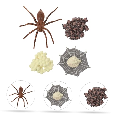 GALPADA Lebensechtes Spinnen Lebenszyklus Modell aus Hochwertigem Pädagogisches Tierwachstums Naturgetreue Simulation für Dekoration GALPADA Lebensechtes Spinnen Lebenszyklus Modell aus Hochwertigem Pädagogisches Tierwachstums Naturgetreue Simulation für Dekoration von GALPADA