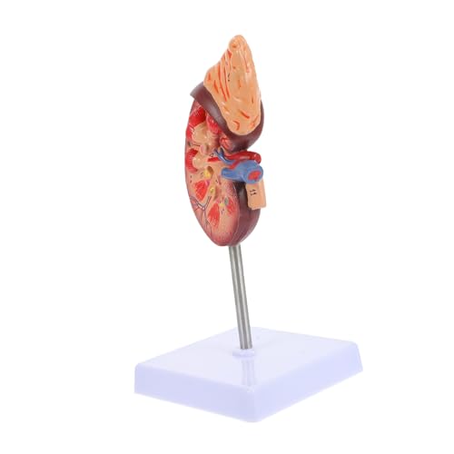 GALPADA Lebensgroßes Anatomisches Nierenmodell Abnehmbar Medizinisches Lehrmodell Für Krankenhäuser Für Studien von GALPADA