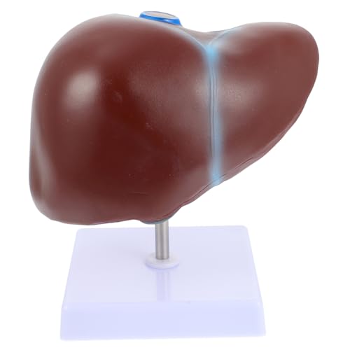 GALPADA Medizinisches Anatomisches Lebermodell mit Sockel Hochwertiges Menschliches Lebermodell für Medizinische Lehre Physiologische Ausbildung und Anatomisches Lernen in und von GALPADA