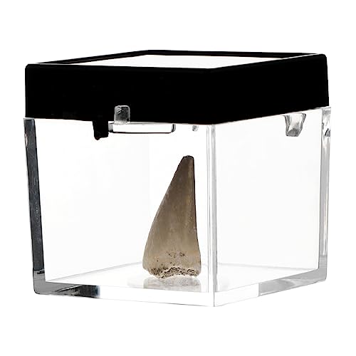 GALPADA Mosasaurus Paläontologie Dekoration Lehrrequisit Behälter Wissenschaftsornament Für Fossilienliebhaber GALPADA Mosasaurus Paläontologie Dekoration Lehrrequisit Behälter Wissenschaftsornament Für Fossilienliebhaber von GALPADA