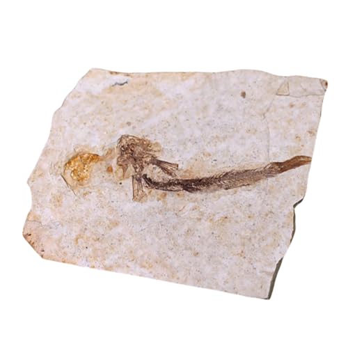GALPADA Paläontologie Fischfossil Dekoratives Lehrmittel aus Hochwertigem Naturgetreues Wissenschaftsornament für Schultisch und Sammlungen Fossilien Dekorationsstück von GALPADA
