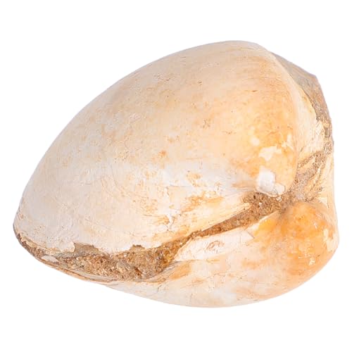 GALPADA Paleontologisches Muschel Versteinerung Modell Naturgetreues Deko Exemplar für Unterricht und Wissenschaft Dekoratives Sammlerstück für Schule und Zuhause von GALPADA