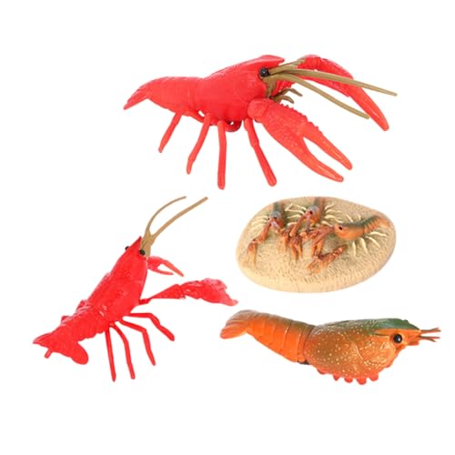 GALPADA Plastik Modellkrebs Lernspielzeug Krabben Lebenszyklus Figur Lebensechte Krebse Aquarium Meerestiere Lernaktivität von GALPADA