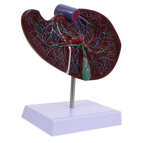 GALPADA Realistisches Menschliches Lebermodell mit Sockel Anatomisches Lehrmodell aus Kunststoff Detailgetreu und Langlebig für Medizin und Pflegeschulen Praxisnahes Display Modell für von GALPADA