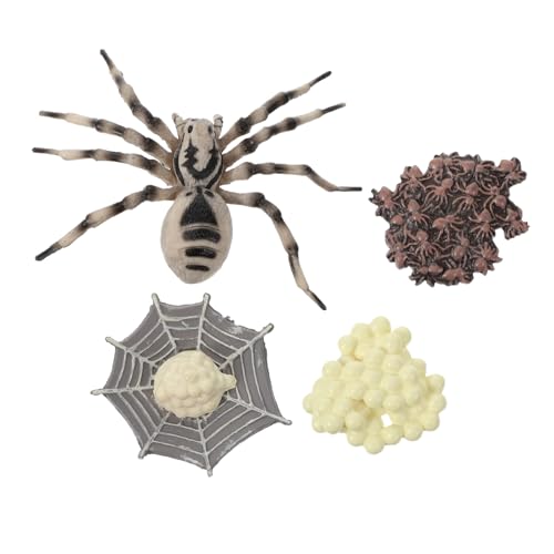 GALPADA Realistisches Tarantel Modell Kunststoff Wachstumszyklus Figur Insekten Lehrmittel Dekoration Lernspielzeug von GALPADA
