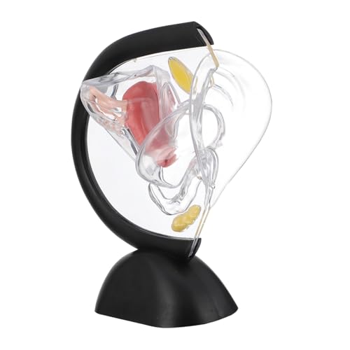 GALPADA Transparentes Modellbetrachter Reproduktives Weibliches Beckenmodell Menschliches Skelettmodell Struktur Herz Anatomisches Modell Sark Liner Poster Transparentes Modell Puzzle Jr von GALPADA