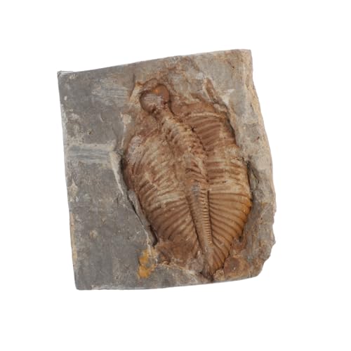 GALPADA Trilobiten Sammlung Natürliche Fossilien Für Lehrzwecke Versteinerte Trilobiten Steine Fossile Verzierung Für Sammler Bildungsprojekte von GALPADA