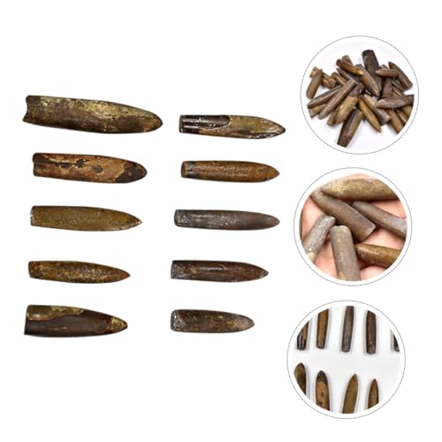 GARIOUANS 10 Stück Teiliges Fossilien als Dekoratives Modell und Lehrmaterial für Schulklassen Natürliche Sammlerstücke Paläontologischen Forschung und Raumgestaltung GARIOUANS 10 Stück Teiliges Fossilien als Dekoratives Modell und Lehrmaterial für Schulklassen Natürliche Sammlerstücke Paläontologischen Forschung und Raumgestaltung von GARIOUANS