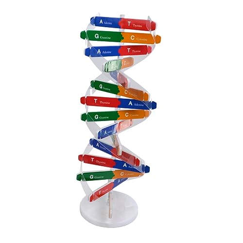 GARIOUANS 1Satz DNA Modellset für Unterricht Doppelhelix Modell Pädagogisches Wissenschaftsspielzeug für Montage zur DNA Entdeckung Lehrmittel GARIOUANS 1Satz DNA Modellset für Unterricht Doppelhelix Modell Pädagogisches Wissenschaftsspielzeug für Montage zur DNA Entdeckung Lehrmittel von GARIOUANS