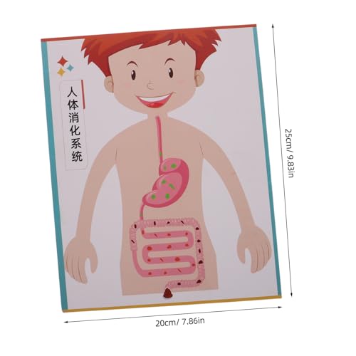 GARIOUANS 4 Sätze Human Digestive System DIY Model Kit für Kleinkinder Interaktives Lernspielzeug Feinmotorik Wissenschaftsbildung und Kreativem Basteln im Stem-Bereich von GARIOUANS